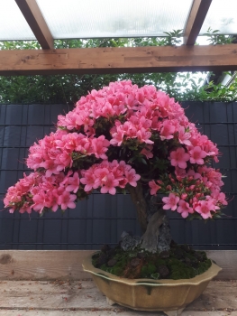 Bonsai - Jap. Satsuki Azalee auf Fels, Chinzan